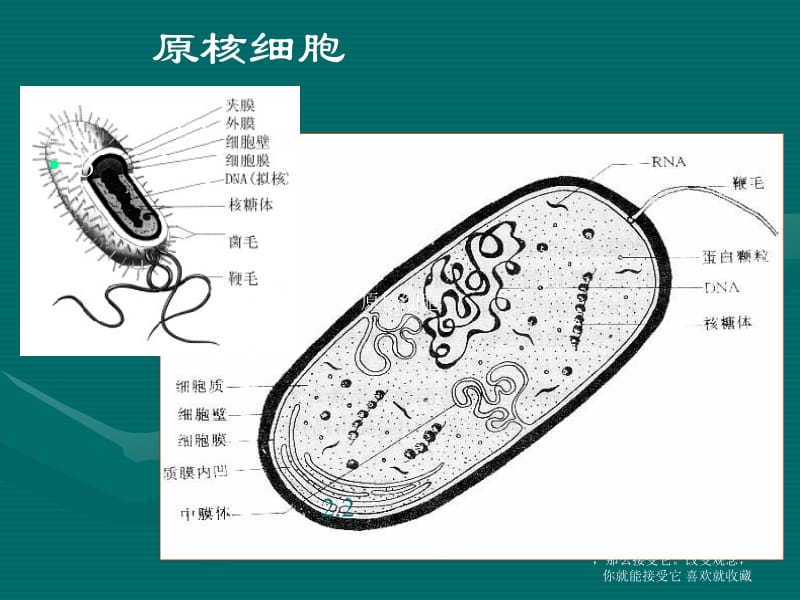 最新遗传细胞学基础-PPT文档.ppt_第3页