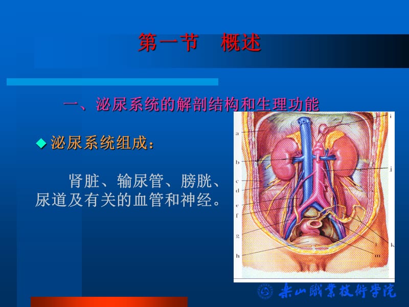 泌尿系统疾病病人护理-文档资料.ppt_第2页