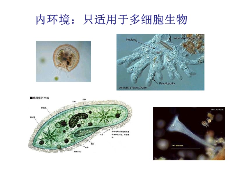 生物第1节细胞生活的环境-精选文档.ppt_第2页