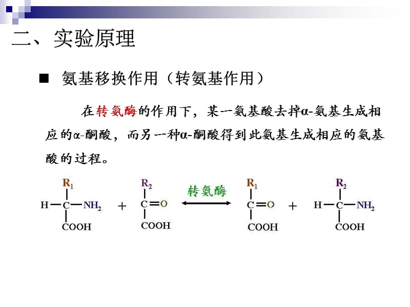 实验四肌肉组织氨基移换作用---纸层析-精选文档.ppt_第2页