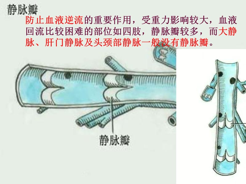 心血管系统--静脉-文档资料.ppt_第2页