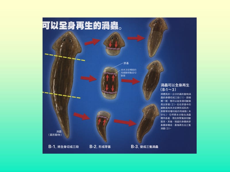 干细胞与iPS技术培训课件-PPT文档.ppt_第3页