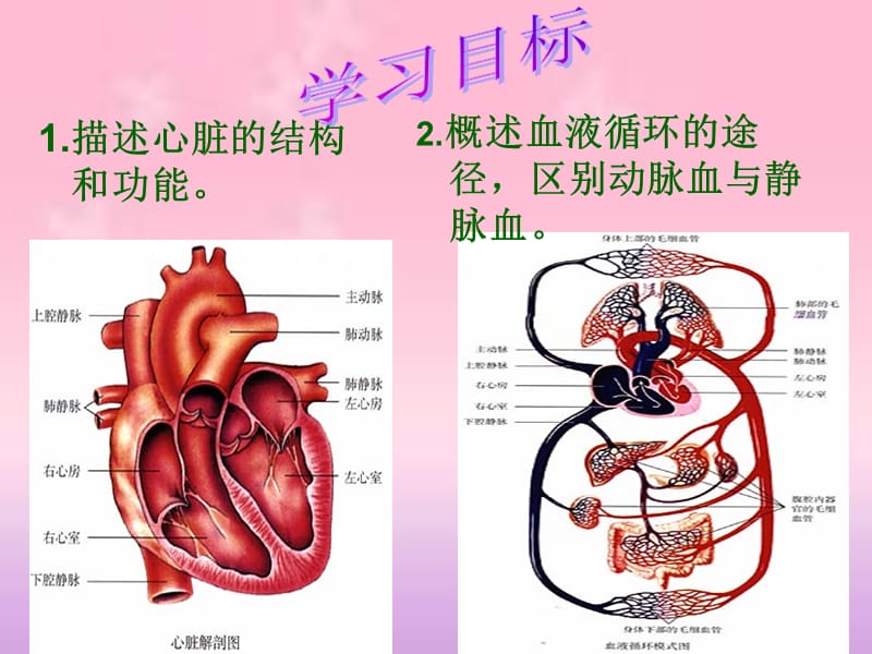 最新：心脏和血液循环我-文档资料.ppt_第1页