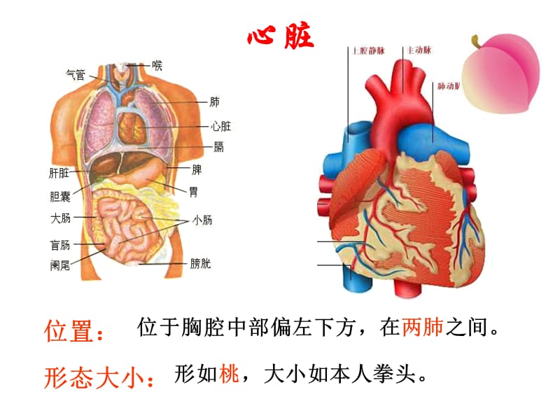 最新：心脏和血液循环我-文档资料.ppt_第2页