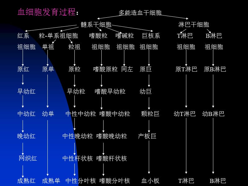 最新1骨髓细胞形态-PPT文档.ppt_第1页