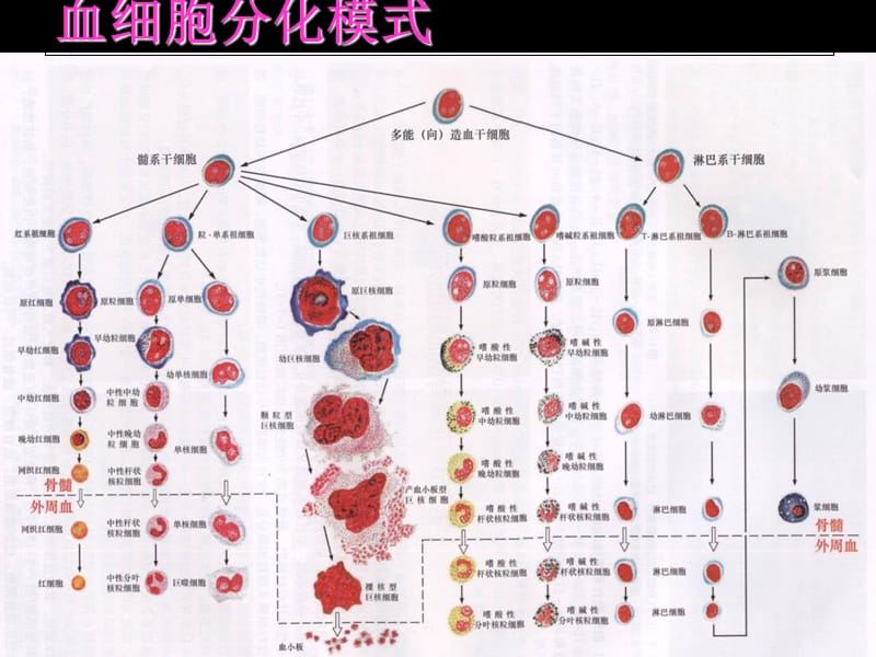 最新1骨髓细胞形态-PPT文档.ppt_第2页