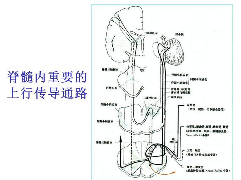 常见神经系统疾病定位诊断-精选文档.ppt_第1页