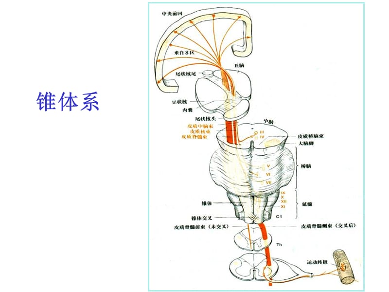 常见神经系统疾病定位诊断-精选文档.ppt_第2页