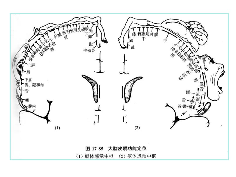 常见神经系统疾病定位诊断-精选文档.ppt_第3页