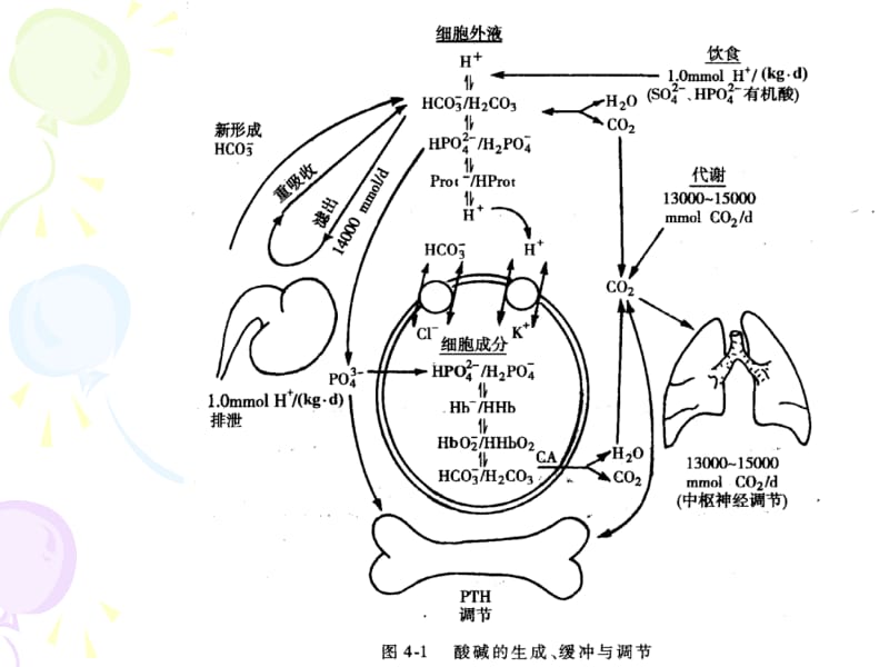 最新：危重病人酸碱失衡-文档资料.ppt_第3页