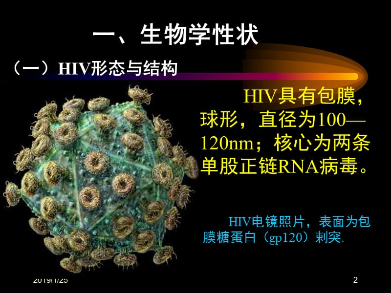 最新：第二十九章人类免疫缺陷病毒人类免疫缺陷病毒HIV属于-文档资料.ppt_第2页