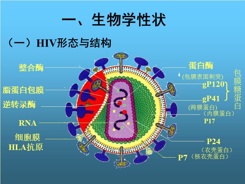 最新：第二十九章人类免疫缺陷病毒人类免疫缺陷病毒HIV属于-文档资料.ppt_第3页