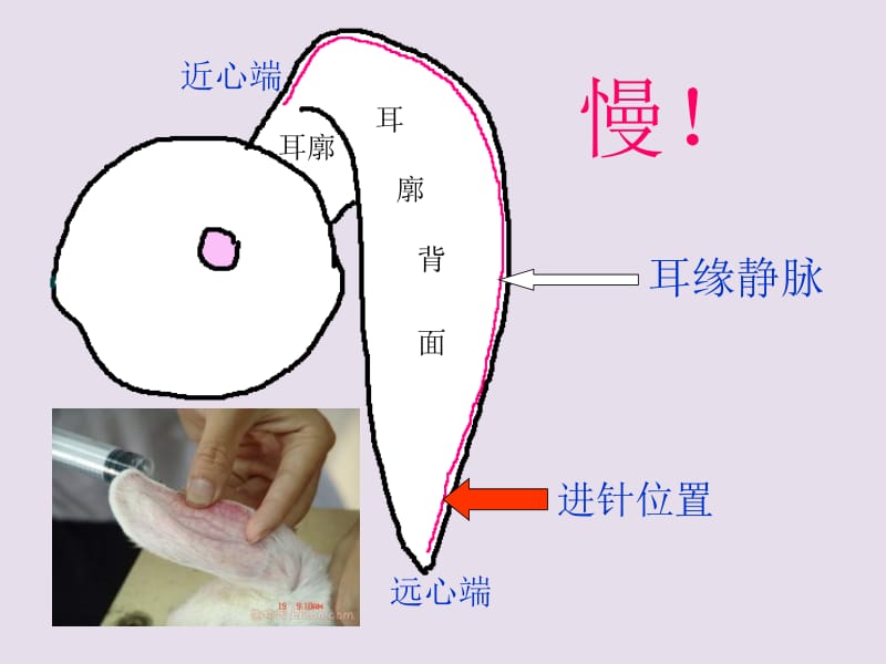 机能学 哺乳类动手术操作-精选文档.ppt_第2页