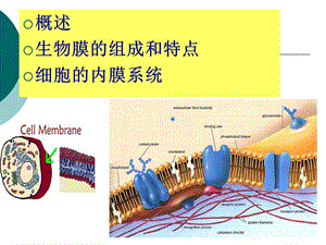 生物膜和细胞间信息传递一-PPT文档.ppt