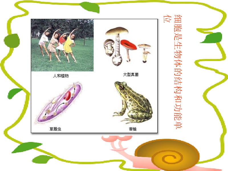 生物：第二单元第一章第一节练习使用显微镜课件(人教版七年级上).ppt_第1页