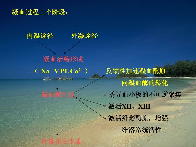 病理生理学9弥散性血管内凝血-文档资料.ppt_第2页