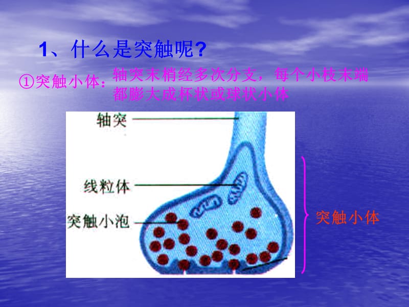 生物：21《通过神经系统的调节》课件-精选文档.ppt_第3页