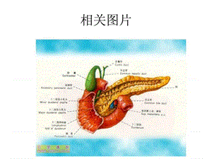 最新：急性胰腺炎的护理_1722027104.ppt-文档资料.ppt