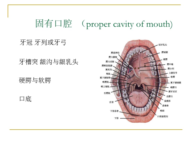 口腔解剖和生理-文档资料.ppt_第3页