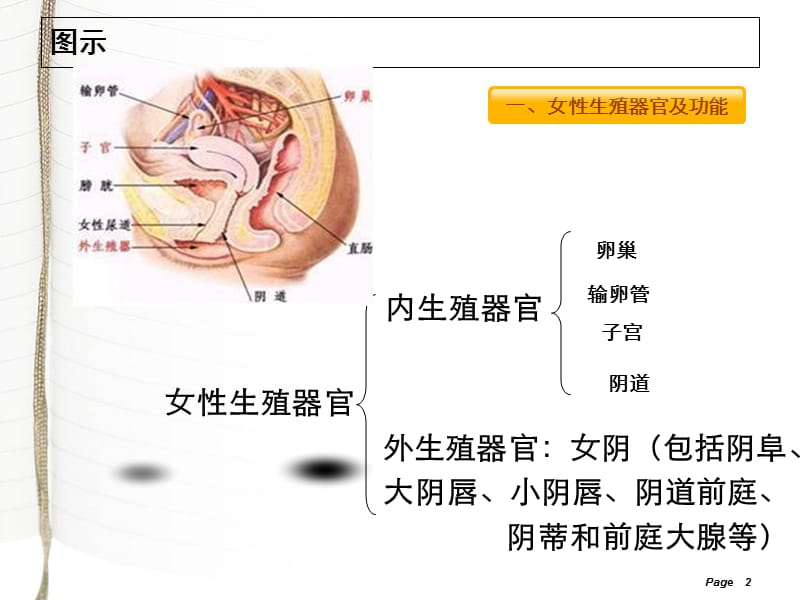 最新：妇科常见疾病及合理用药 PPT课件-文档资料.ppt_第2页