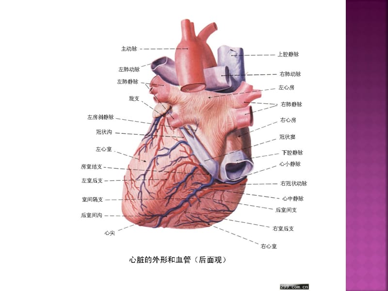 慢性心肌缺血综合症的护理-文档资料.pptx_第2页