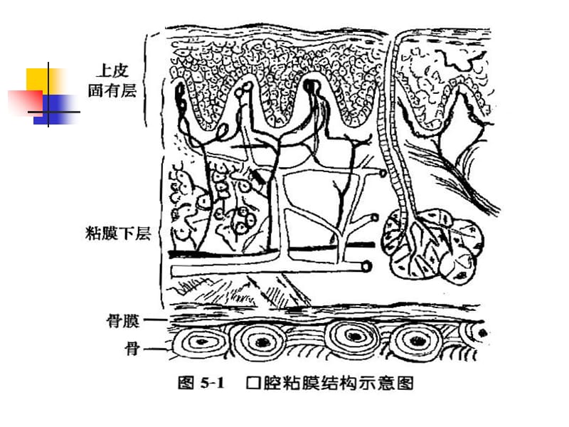 口腔粘膜-PPT文档资料.ppt_第2页