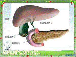 最新：护理查房-胆总管结石-文档资料.ppt