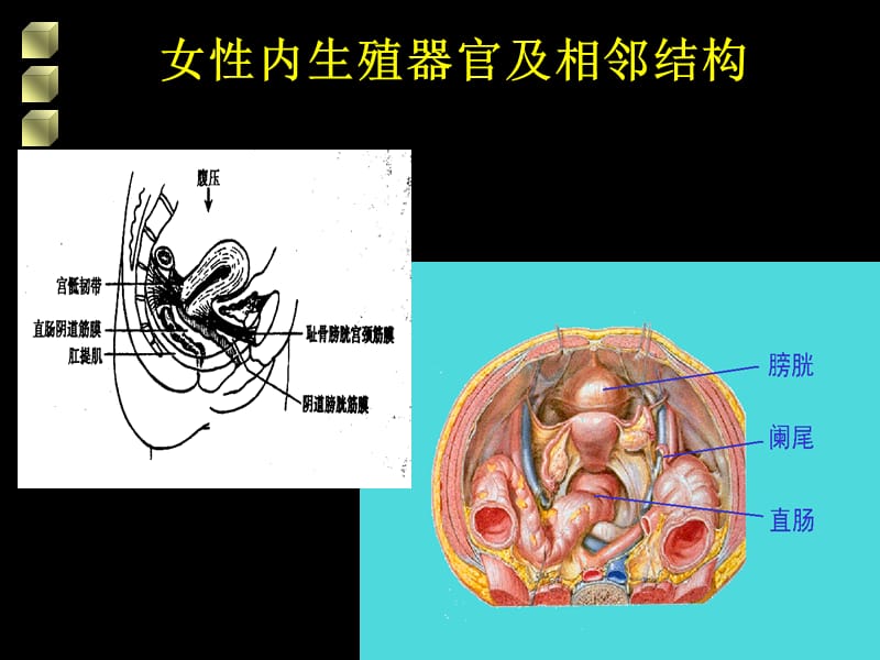 最新：女性生殖道损伤性疾病-文档资料.ppt_第1页