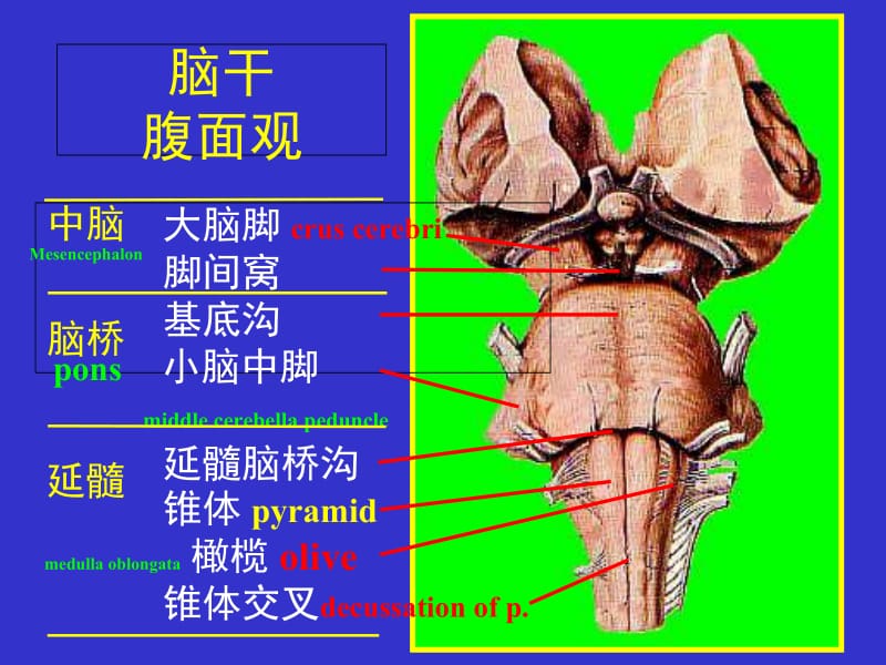 最新：局部解剖学 06脑干-文档资料.ppt_第3页