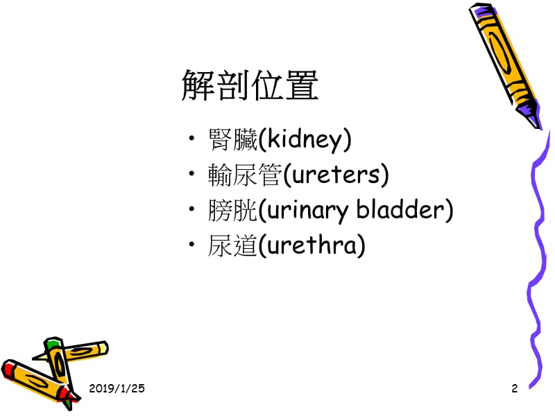 泌尿系统解剖及其影像检查方法-PPT文档.ppt_第2页