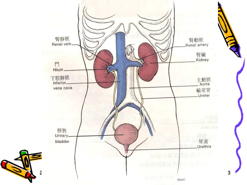 泌尿系统解剖及其影像检查方法-PPT文档.ppt_第3页