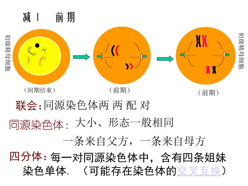 浙教版高二生物课件高二生物《细胞减数分裂》课件-精选文档.ppt_第1页