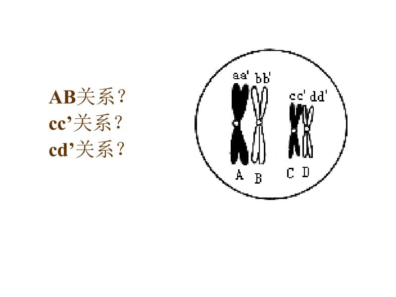 浙教版高二生物课件高二生物《细胞减数分裂》课件-精选文档.ppt_第2页