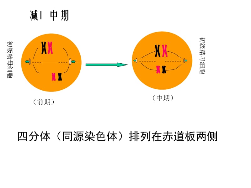 浙教版高二生物课件高二生物《细胞减数分裂》课件-精选文档.ppt_第3页