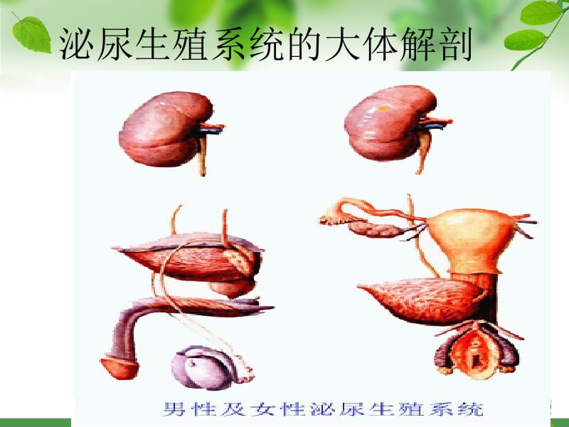 最新：泌尿科手术病人的护理-文档资料.ppt_第2页