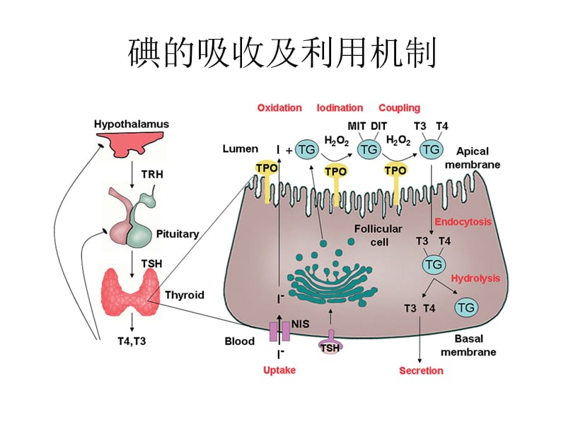 最新：碘和甲状腺疾病-文档资料.ppt_第1页