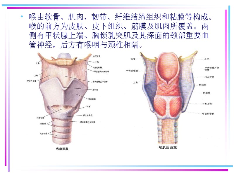 喉的应用解剖学及生理学-PPT文档资料.ppt_第3页