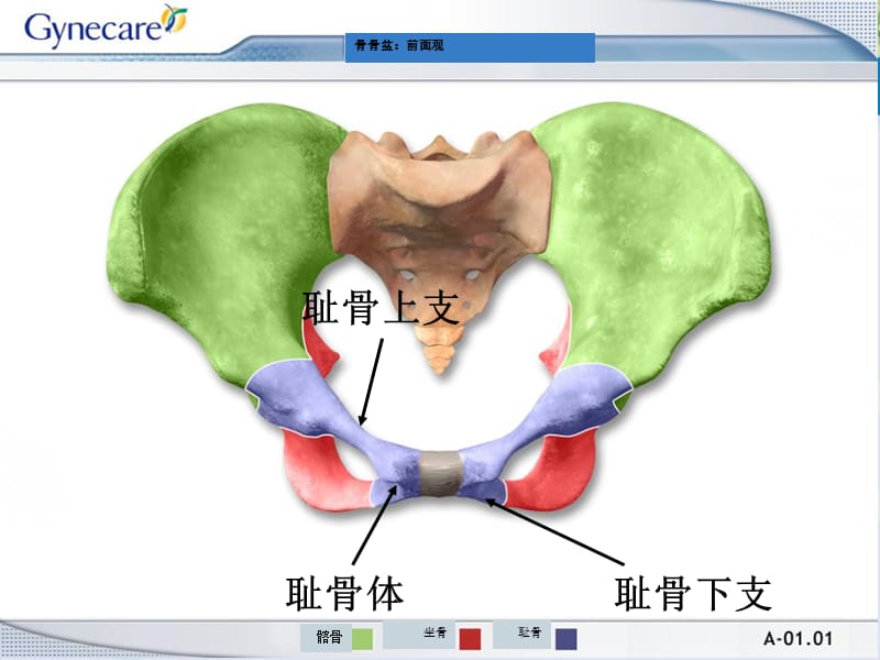 女性盆底解剖-PPT文档.ppt_第3页