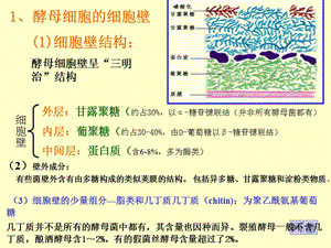 最新：基础微生物学课件1酵母菌细胞结构-文档资料.ppt