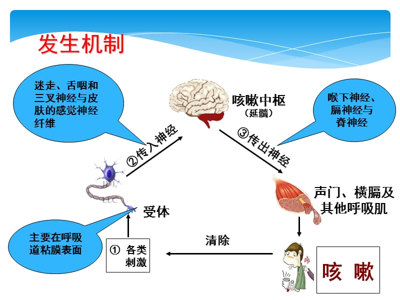 检体诊断学-05咳嗽-文档资料.ppt_第3页