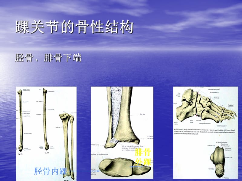 最新：全踝关节置换术ppt课件-文档资料.ppt_第2页