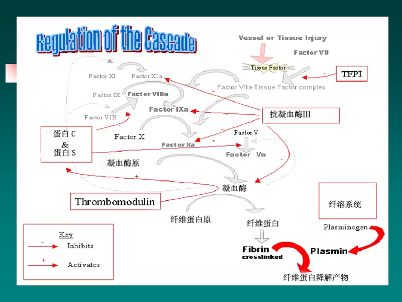 最新：妊娠血液高凝状态和产科并发症-文档资料.ppt_第3页