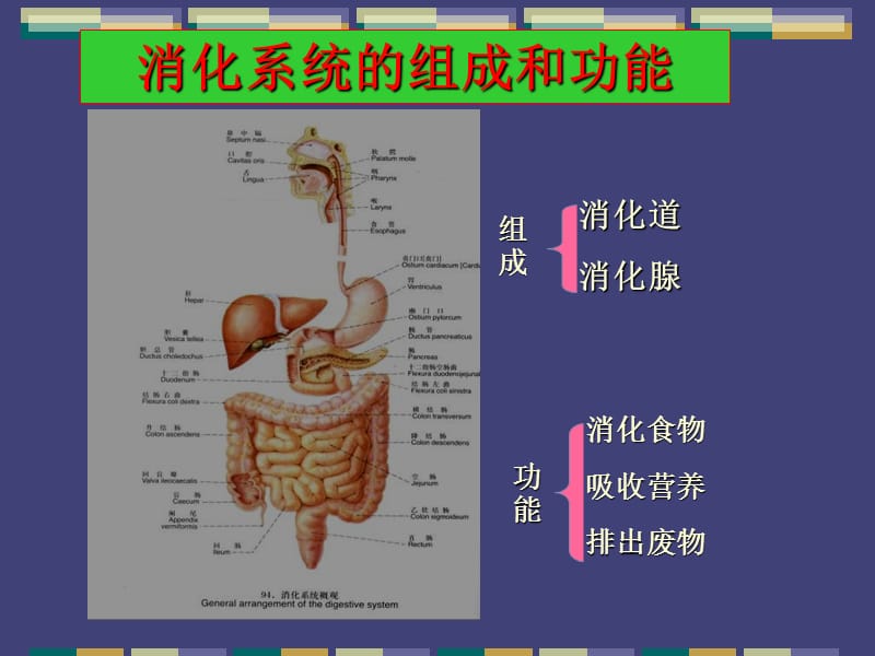 广州中医药大学病理教研室消化系统疾病-文档资料.ppt_第1页