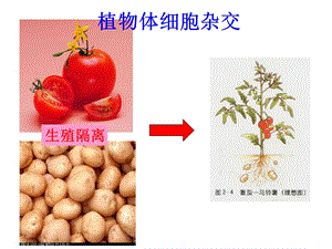 植物体细胞杂交技术授课用-精选文档.ppt