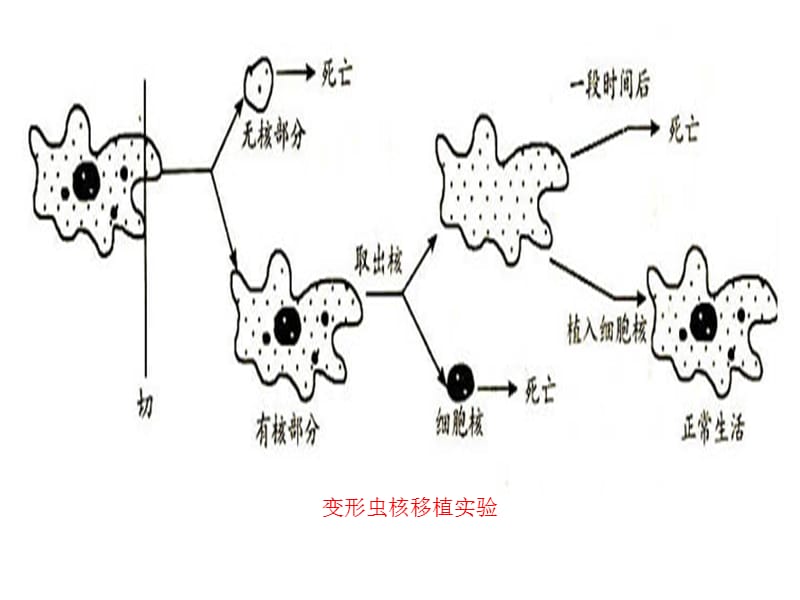 最新：第3部分细胞核授课人程华丽-文档资料.ppt_第2页