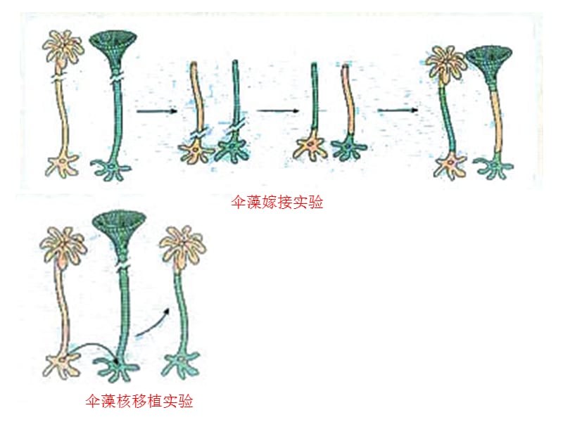 最新：第3部分细胞核授课人程华丽-文档资料.ppt_第3页