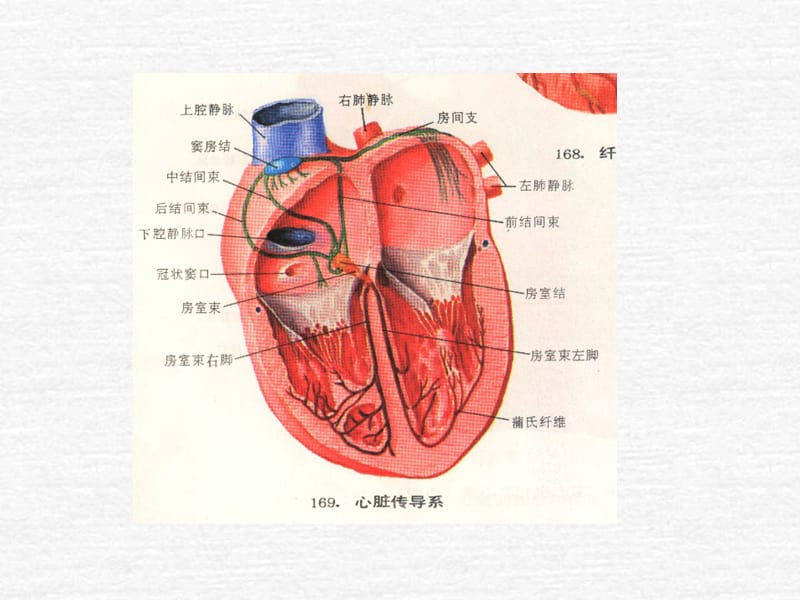 循环系统疾病-PPT课件.ppt_第3页