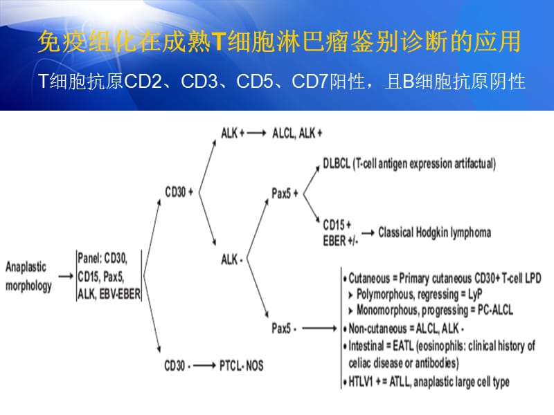 最新：免疫组化在成熟T细胞淋巴瘤鉴别诊断应用间变细胞型部分-文档资料.ppt_第3页