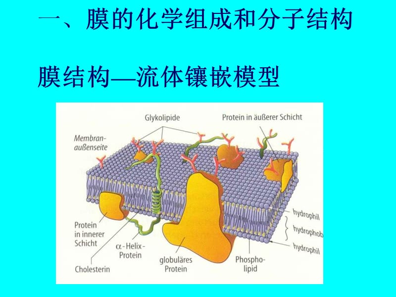 生理学课件 第二 细胞的基本功能2-PPT文档.ppt_第1页