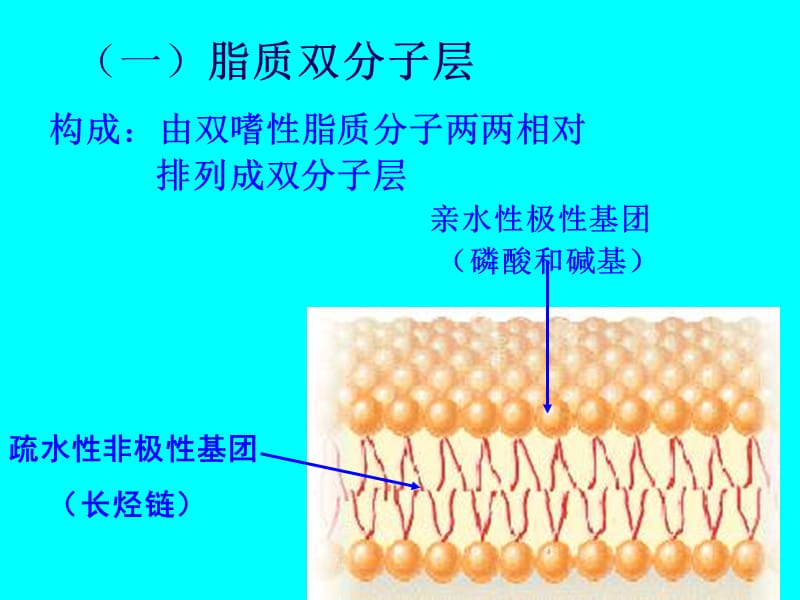 生理学课件 第二 细胞的基本功能2-PPT文档.ppt_第2页